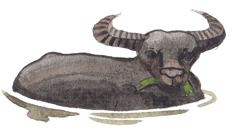 sukasantai-map-buffalo