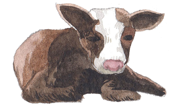 sukasantai-map-cow