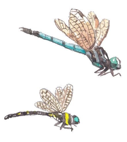 sukasantai-map-dragonfly