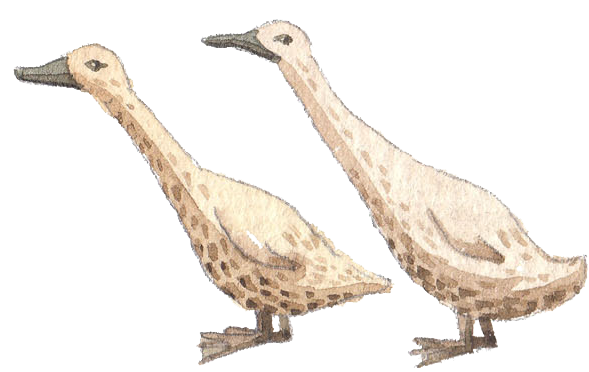 sukasantai-map-duck
