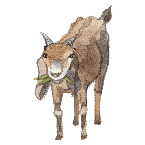 sukasantai-map-goat